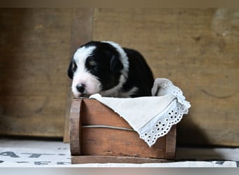 Black tri Australian Shepherd Welpe Rüde aus VDH / CASD-Zucht in Thüringen