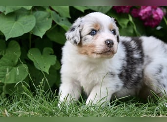 Blue-Merle Australian Shepherd Rüde Welpe aus CASD-/VDH-Zucht in Thüringen