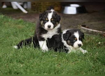 Black-tri Australian Shepherd Rüde Welpe aus CASD-/ VDH-Zucht in Thüringen