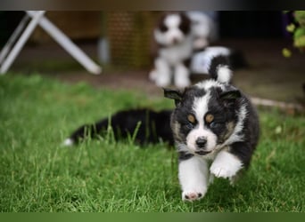 Black-tri Australian Shepherd Rüde Welpe aus CASD-/ VDH-Zucht in Thüringen