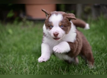 Roter Australian Shepherd Rüde Welpe aus CASD / VDH-Zucht in Thüringen