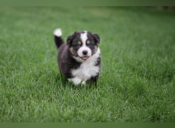 Black-tri Australian Shepherd Rüde Welpe aus CASD-/ VDH-Zucht in Thüringen