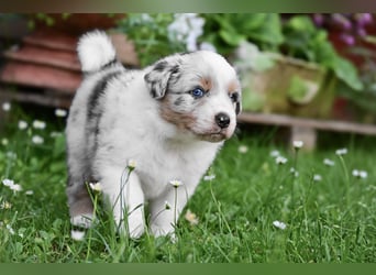 Blue-Merle Australian Shepherd Rüde Welpe aus CASD-/VDH-Zucht in Thüringen