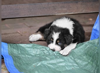 Black tri Australian Shepherd Welpe Rüde aus VDH / CASD-Zucht in Thüringen