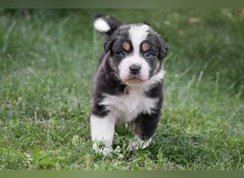 Black-tri  Australian Shepherd Rüde Welpe aus VDH / CASD Zucht in Thüringen