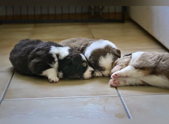 Black tri Australian Shepherd Welpe Rüde aus VDH / CASD-Zucht in Thüringen