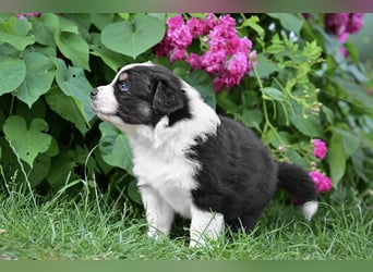 Black-tri  Australian Shepherd Rüde Welpe aus VDH / CASD Zucht in Thüringen