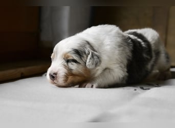 Blue-Merle Australian Shepherd Rüde Welpe aus CASD-/VDH-Zucht in Thüringen