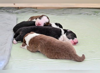 Black tri Australian Shepherd Welpe Rüde aus VDH / CASD-Zucht in Thüringen