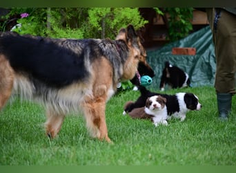 Roter Australian Shepherd Rüde Welpe aus CASD / VDH-Zucht in Thüringen