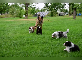 Black tri Australian Shepherd Welpe Rüde aus VDH / CASD-Zucht in Thüringen