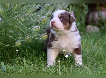 Roter Australian Shepherd Rüde Welpe aus CASD / VDH-Zucht in Thüringen