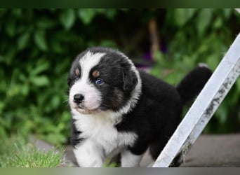 Black tri Australian Shepherd Welpe Rüde aus VDH / CASD-Zucht in Thüringen