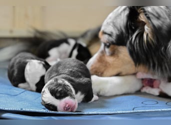 Black-tri Australian Shepherd Rüde Welpe aus CASD-/ VDH-Zucht in Thüringen