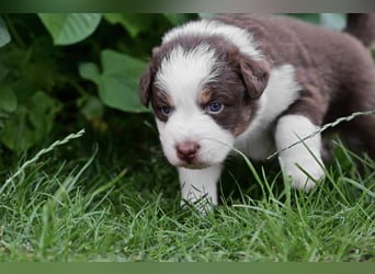 Roter Australian Shepherd Rüde Welpe aus CASD / VDH-Zucht in Thüringen