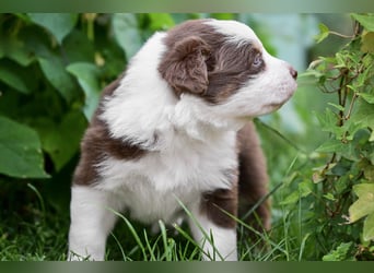 Roter Australian Shepherd Rüde Welpe aus CASD / VDH-Zucht in Thüringen