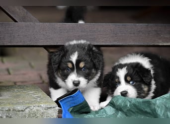 Black tri Australian Shepherd Welpe Rüde aus VDH / CASD-Zucht in Thüringen