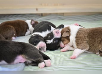 Black tri Australian Shepherd Welpe Rüde aus VDH / CASD-Zucht in Thüringen