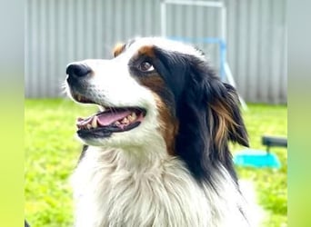 Sammy - verhaltensorigineller und emotionsflexibler Australien Shepherd