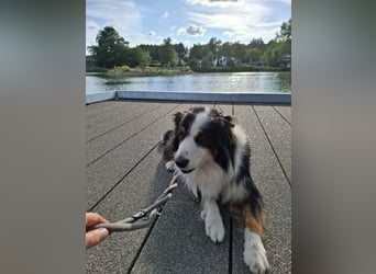 Sammy - verhaltensorigineller und emotionsflexibler Australien Shepherd