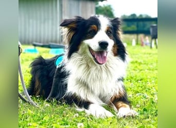 Sammy - verhaltensorigineller und emotionsflexibler Australien Shepherd