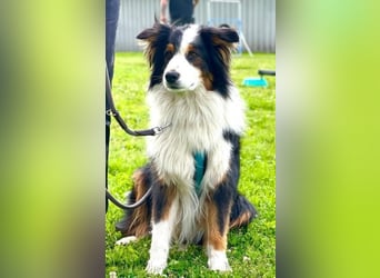 Sammy - verhaltensorigineller und emotionsflexibler Australien Shepherd