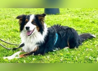 Sammy - verhaltensorigineller und emotionsflexibler Australien Shepherd