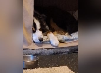 Sammy - verhaltensorigineller und emotionsflexibler Australien Shepherd