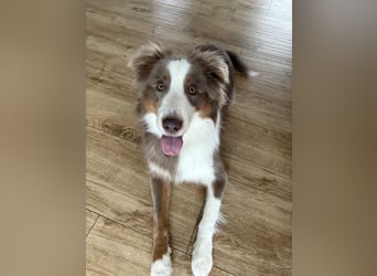 Lui sucht seine Familie