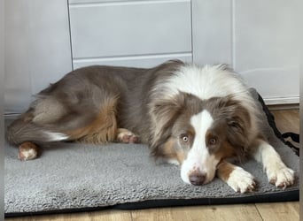 Lui sucht seine Familie