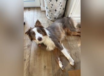 Lui sucht seine Familie