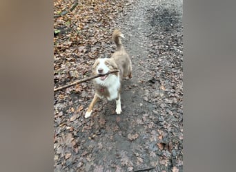 Lui sucht seine Familie