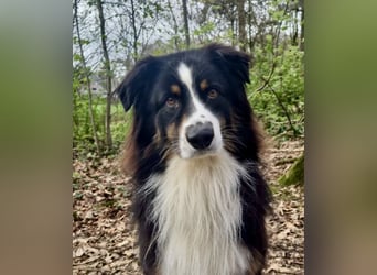 Toller Australian Shepherd Rüde sucht umständehalber eine neue Familie