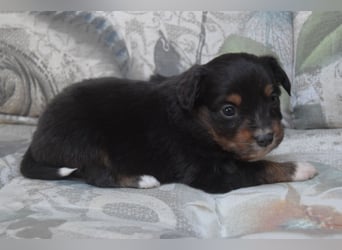 Wunderschöne Mini Ausiewelpen,aus seriös. Zucht!