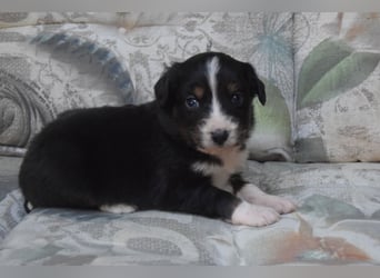 Wunderschöne Mini Ausiewelpen,aus seriös. Zucht!