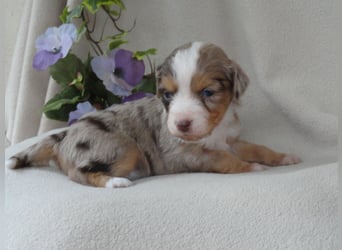 Wunderschöne Mini Ausiewelpen,aus seriös. Zucht!