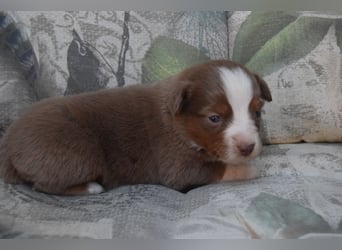 Wunderschöne Mini Ausiewelpen,aus seriös. Zucht!