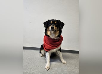 Australian-Sheperd-Hündin sucht neues Zuhause