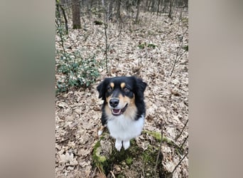 Australian-Sheperd-Hündin sucht neues Zuhause