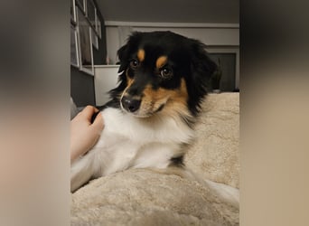 Australian-Sheperd-Hündin sucht neues Zuhause
