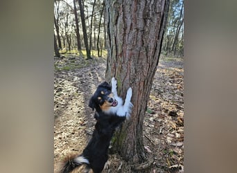 Australian-Sheperd-Hündin sucht neues Zuhause