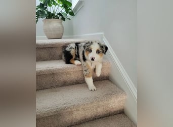 Australian shepherd Hündin – geimpft, entwurmt, gechipt, mit EU-Heimtierausweis