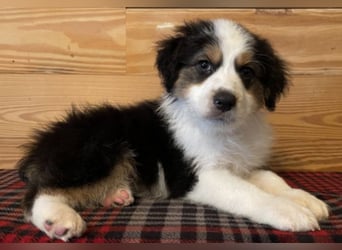 Australian shepherd Hündin – geimpft, entwurmt, gechipt, mit EU-Heimtierausweis