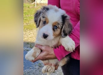 Australian shepherd Hündin – geimpft, entwurmt, gechipt, mit EU-Heimtierausweis