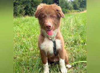 Selbstbewusster Romeo mit Potential wartet in 57627 Marzhausen.
