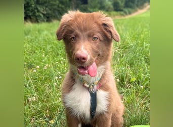Selbstbewusster Romeo mit Potential wartet in 57627 Marzhausen.