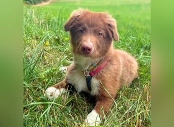 Selbstbewusster Romeo mit Potential wartet in 57627 Marzhausen.