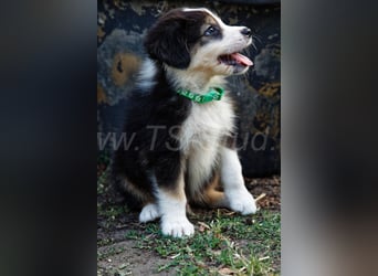 Australien Shepherd Welpen in Red Merl, Blue Merl und Black Tri abzugeben!