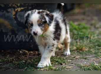 Australien Shepherd Welpen in Red Merl, Blue Merl und Black Tri abzugeben!