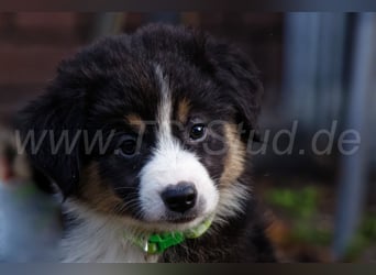 Australien Shepherd Welpen in Red Merl, Blue Merl und Black Tri abzugeben!